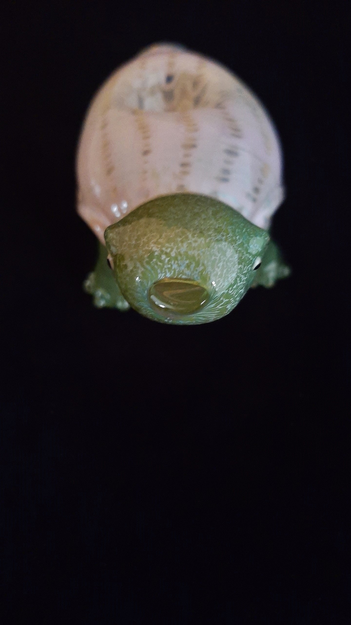 Colorful Turtle Pipe | Lavender Version